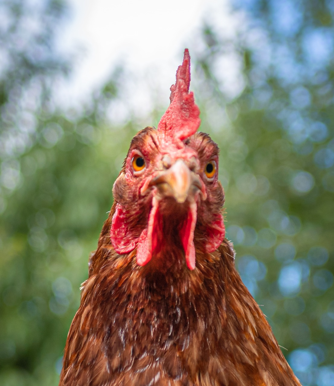 Rosa, a red hen, looking straight at the camera